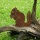 Gartenfigur Stahl Eichhörnchen mit Nuss