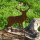 Kleiner Metall Hirsch mit Schraube zum stecken
