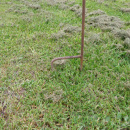 Gartenstecker Ginkgoblatt Metall 120 cm
