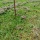Ginkgoblatt Lebensbaum Garten Bodenstecker 167 cm