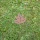 Ahornblatt Deko Herbstlaub Rost 10,5 cm