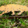 Basteldeko Wildschwein 100 mm Edelrost Metall